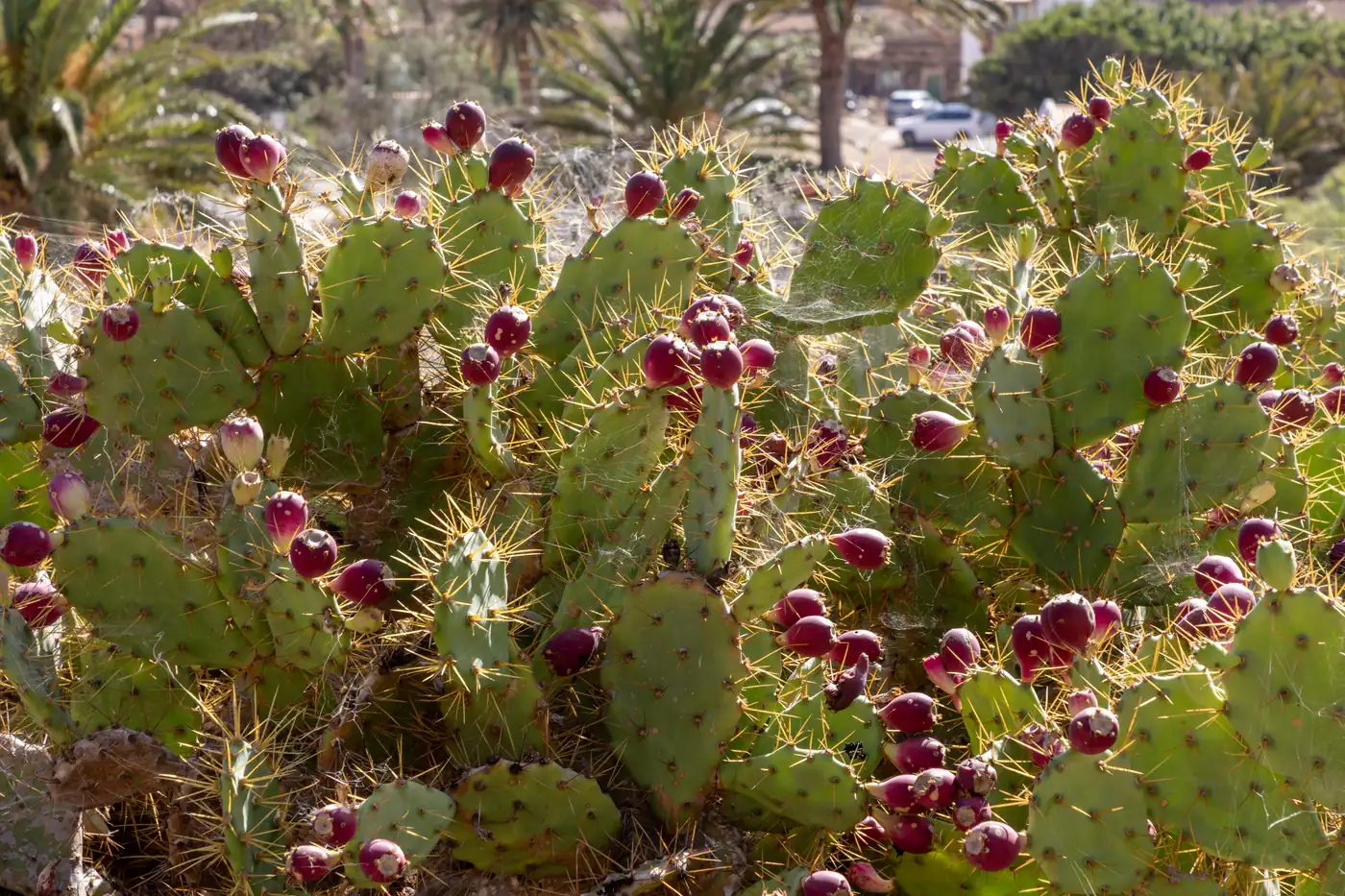 A cactus in the streets of Betancuria