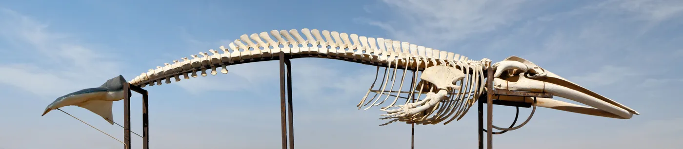 The fin whale skeleton outside the Salt Museum