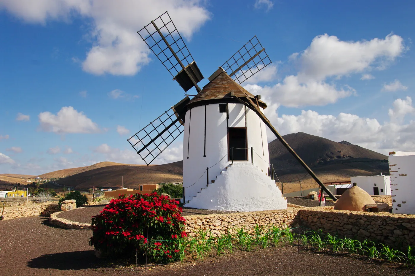 The white windmill of the mill centre in Tiscamanita with flowers in front and mountains behind, Fuerteventura.